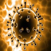 American Biotech News